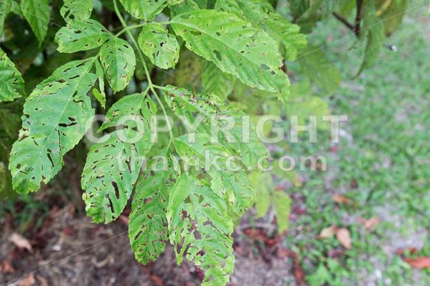 Tree leafs with holes with bites from insects, parasite, worms, snails - ThamKC Royalty-Free Photos