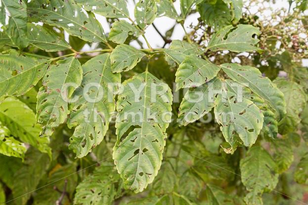 Tree leafs with holes with bites from insects, parasite, worms, snails - ThamKC Royalty-Free Photos