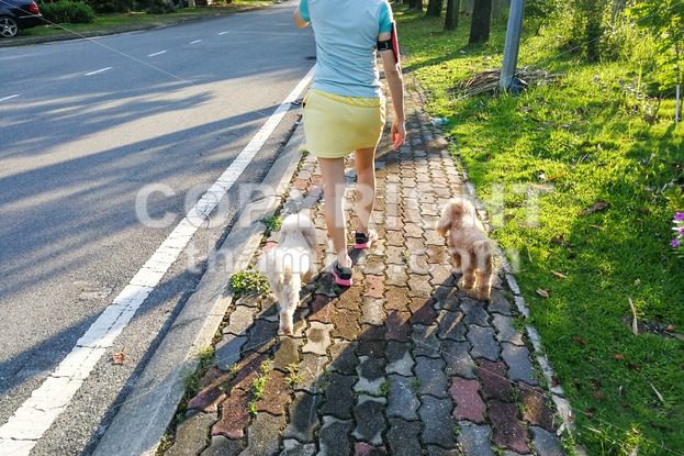 Women walking obedient smart poodle dogs without needing leash - ThamKC Royalty-Free Photos