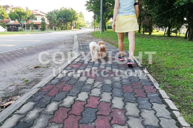 Women walking obedient smart poodle dogs without needing leash - ThamKC Royalty-Free Photos