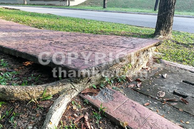Tree with big roots destroy broke damage walkway pavement - ThamKC Royalty-Free Photos